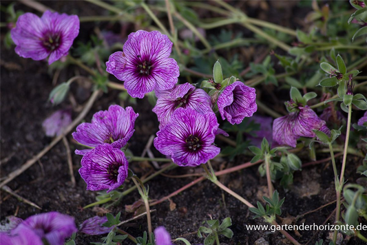 Geranium cinereum 'Laurence Flatman'