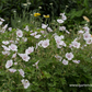 Geranium himalayense 'Derrick Cook'
