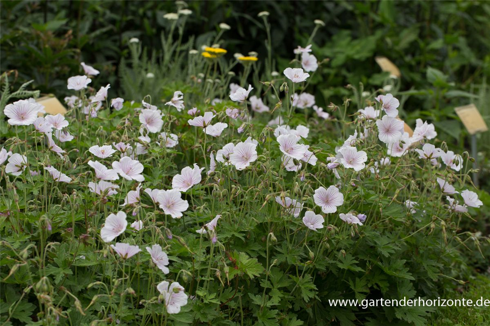 Geranium himalayense 'Derrick Cook'