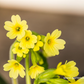 Hohe Schlüsselblume