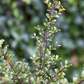 Ilex crenata 'Glorie Gem'