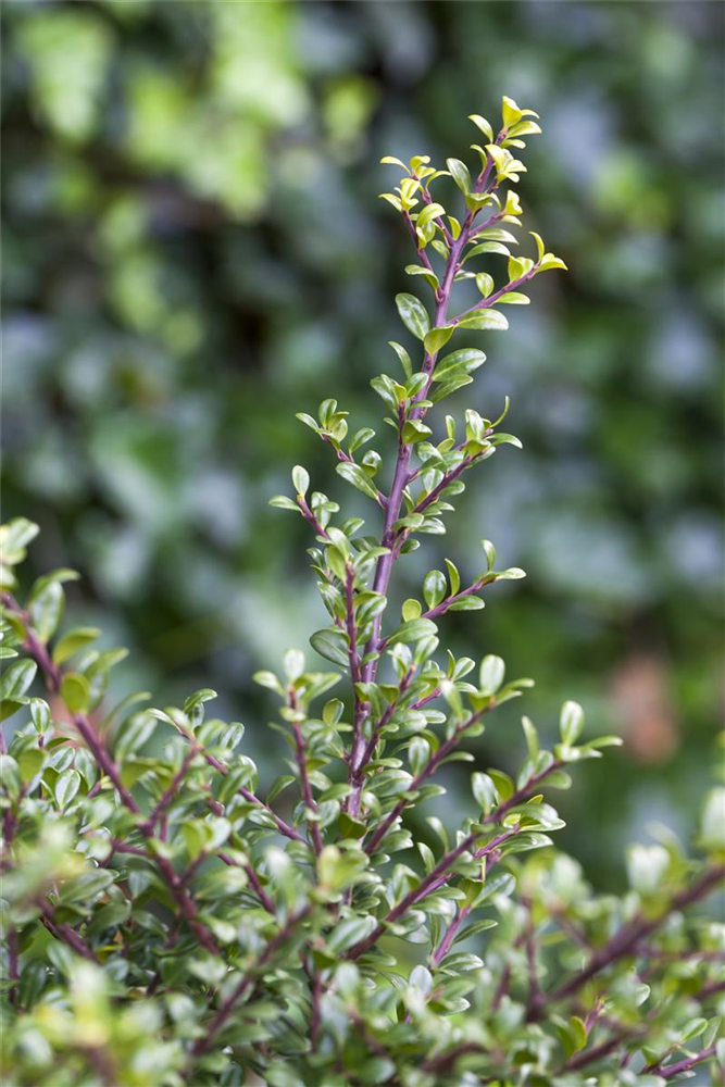 Ilex crenata 'Glorie Gem'