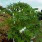 Hohe Garten-Herzblume 'Alba'