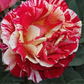 Edelrose 'Maurice Utrillo'®