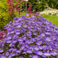 Campanula carp.'Samantha'  -R-