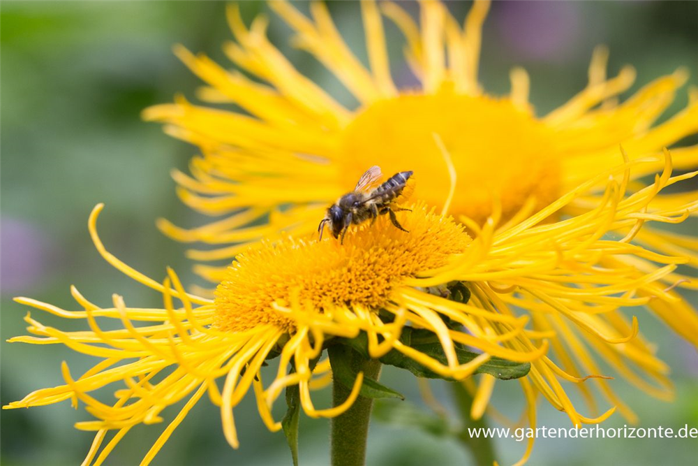 Großblumiger Scheinalant