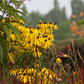 Imperata cylindrica var.koenig.'Red Baron'
