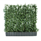 Hedera helix 'Woerneri', Hecke am laufenden Meter