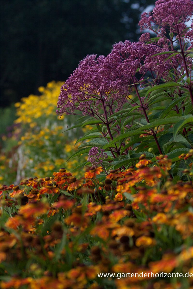 Großer Garten-Wasserdost 'Glutball'