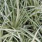 Carex ornithopoda 'Variegata'