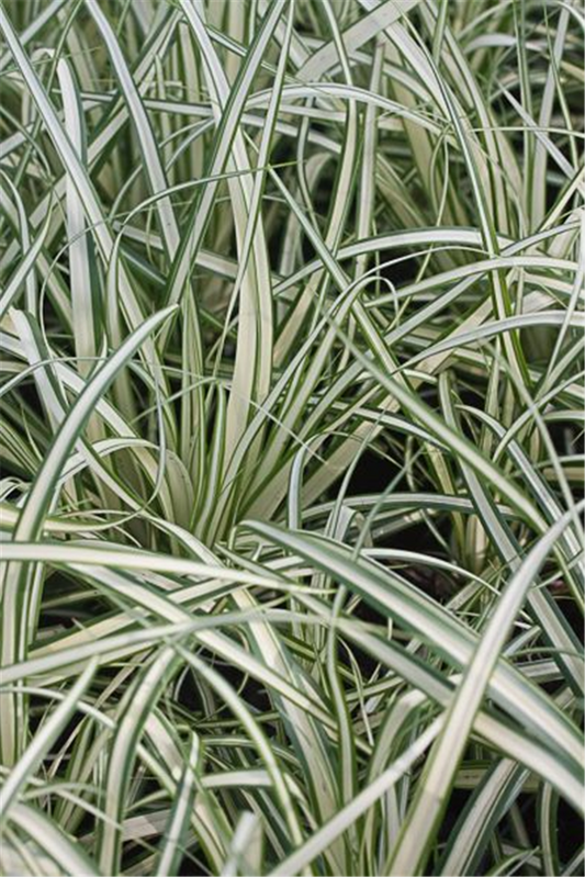 Carex ornithopoda 'Variegata'