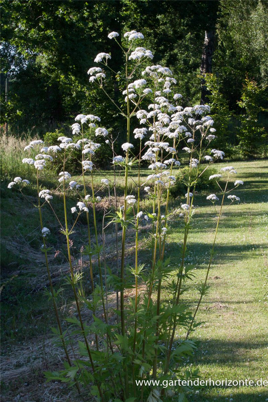 Gewöhnlicher Baldrian