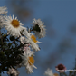Garten-Glattblatt-Aster 'Schneekuppe'