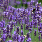 Lavandula angustifolia 'Hidcote Blue'