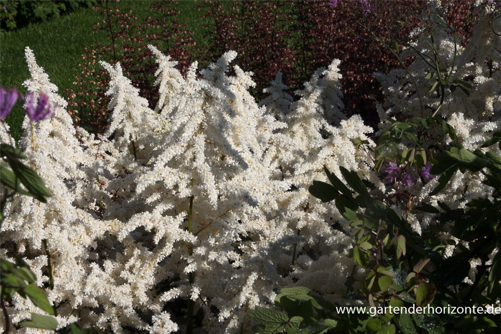 Garten-Prachtspiere 'Deutschland'