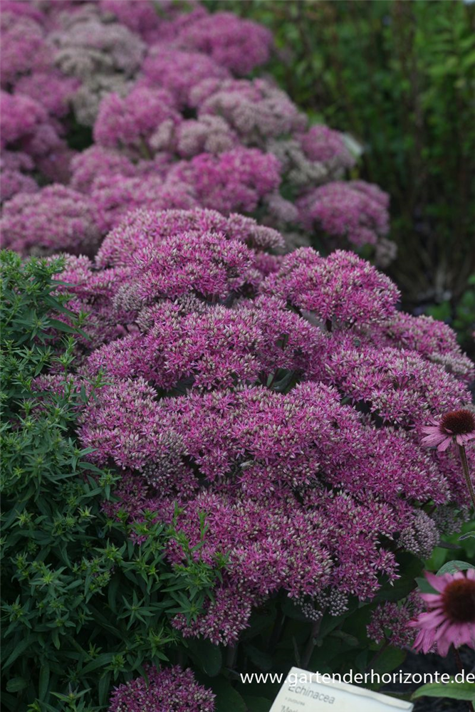 Großes Garten-Fettblatt 'Mr. Goodbud'