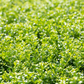 Ilex crenata 'Glorie Gem'