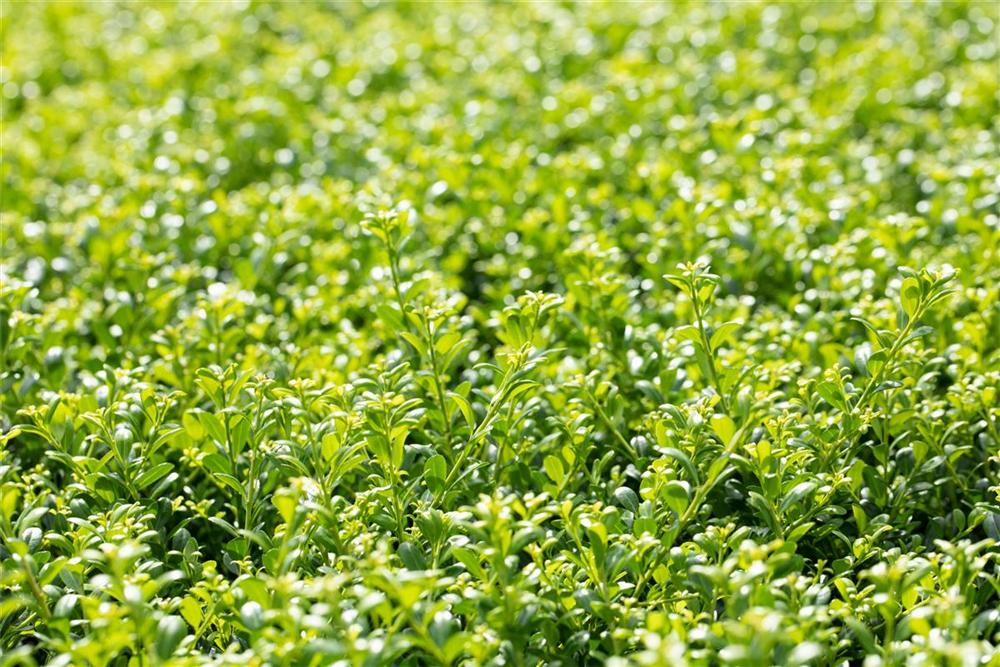 Ilex crenata 'Glorie Gem'