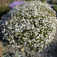 Garten-Schönaster 'Madiva'