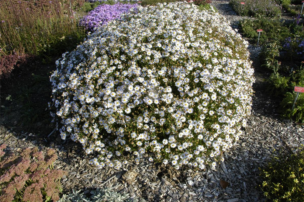Garten-Schönaster 'Madiva'