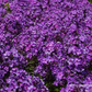 Hohe Garten-Flammenblume 'Blue Paradise'