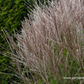 Garten-Chinaschilf 'Kleine Silberspinne'