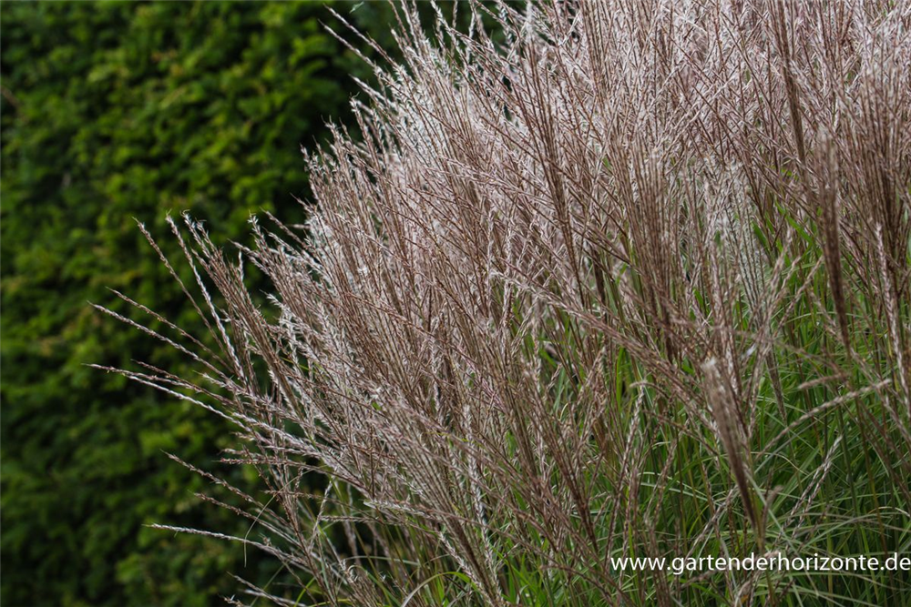 Garten-Chinaschilf 'Kleine Silberspinne'