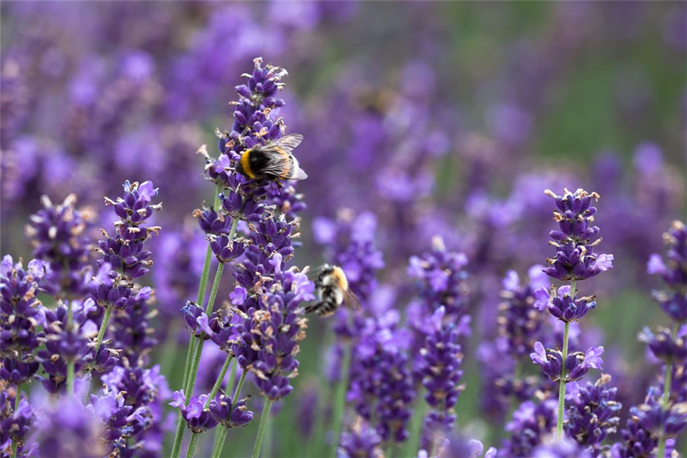 Lavandula angustifolia 'Hidcote Blue'