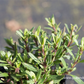 Hyssopus officinalis ssp.aristatus
