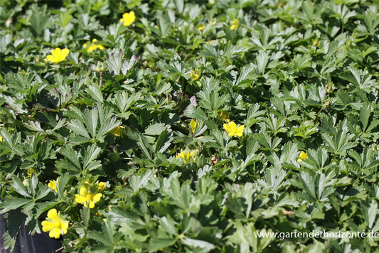 Frühlings-Fingerkraut