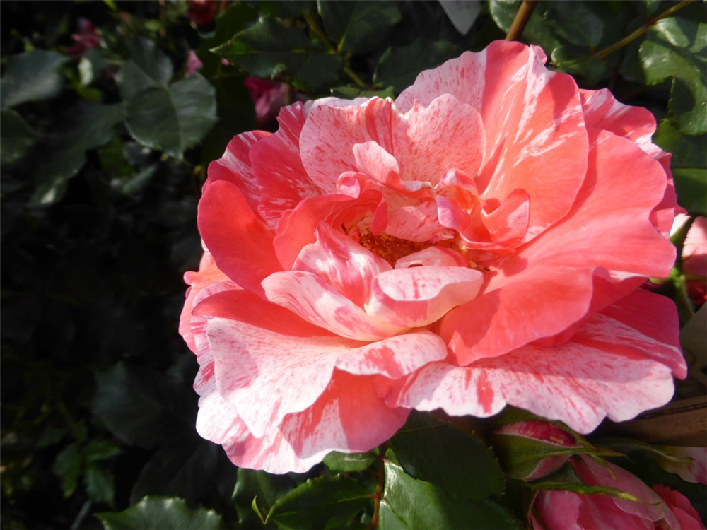 Edelrose 'Grimaldi'