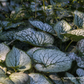 Brunnera macrophylla 'Jack Frost'  -R-