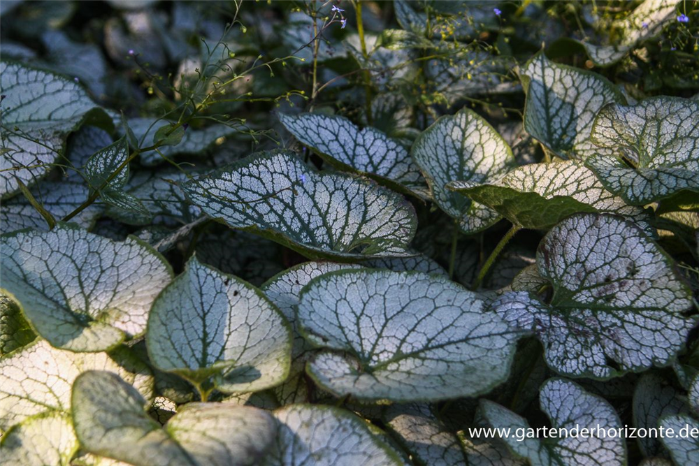Brunnera macrophylla 'Jack Frost'  -R-