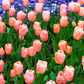 Tulpe 'Apricot Beauty' - 10 Blumenzwiebeln