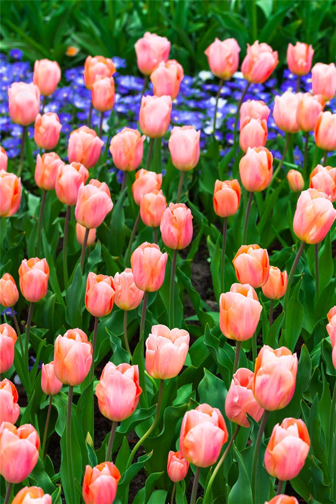 Tulpe 'Apricot Beauty' - 10 Blumenzwiebeln
