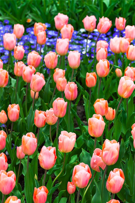 Tulpe 'Apricot Beauty' - 10 Blumenzwiebeln