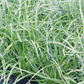 Carex morrowii 'Variegata'