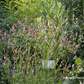 Garten-Wiesenknopf 'Pink Tanna'