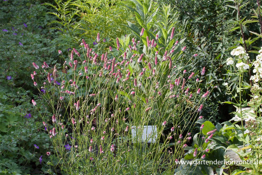 Garten-Wiesenknopf 'Pink Tanna'