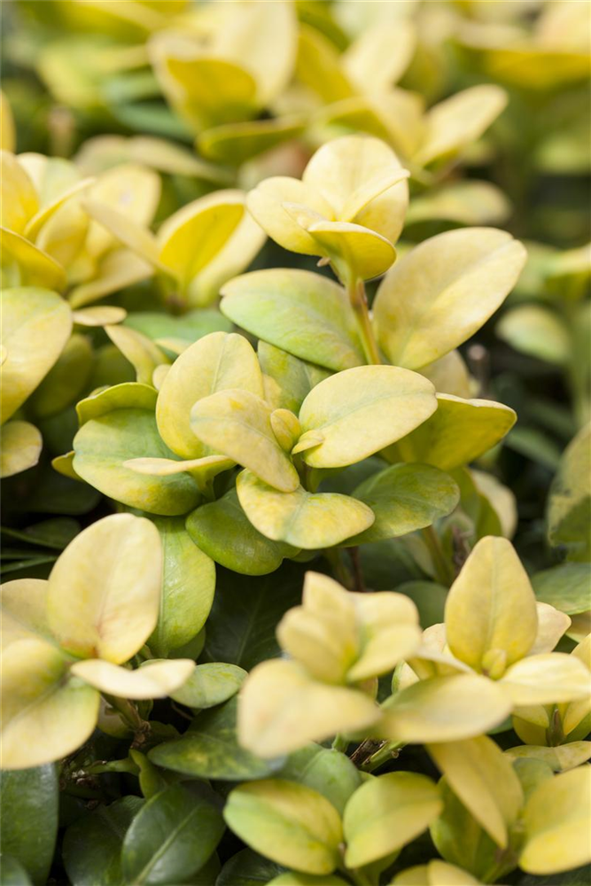Ilex crenata 'Glorie Gem'