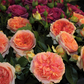 Nostalgische Rose 'Chippendale'®