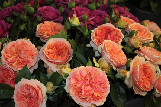 Nostalgische Rose 'Chippendale'®