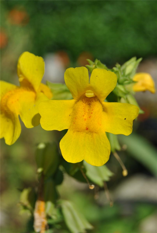 Gelbblühende Gauklerblume