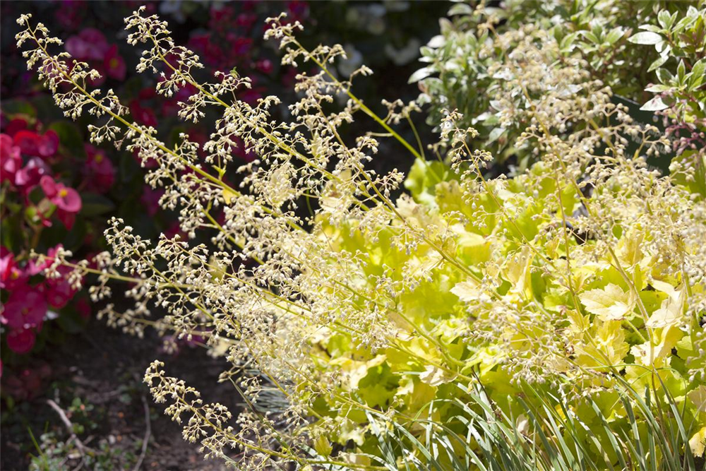 Gelblaubiges Purpurglöckchen