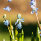 Sibirischer Blaustern  - 10 Blumenzwiebeln