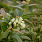 Vaccinium corymbosum 'Bonus'