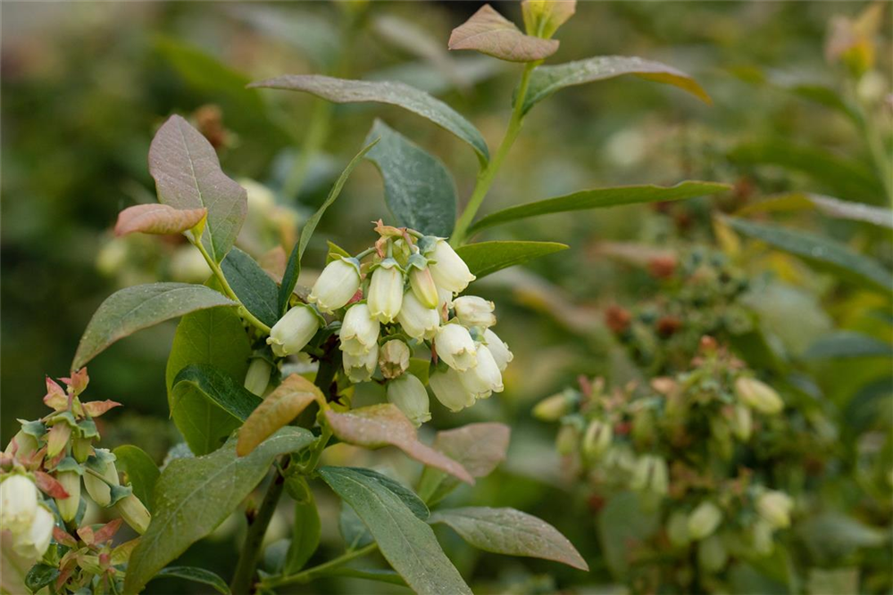 Vaccinium corymbosum 'Bonus'