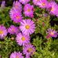 Kissen-Aster