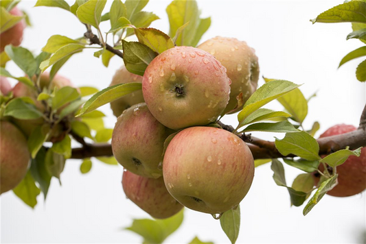 Winterapfel 'Goldparmäne'