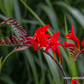 Crocosmia x crocosmiiflora 'Lucifer'